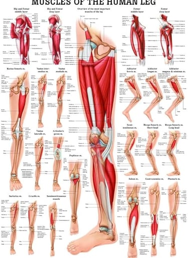 muscles of the human leg