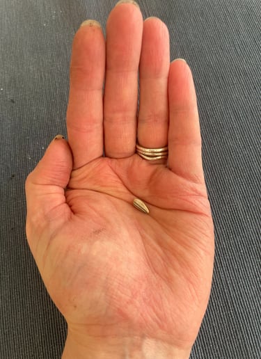 a person's hand holding a seed