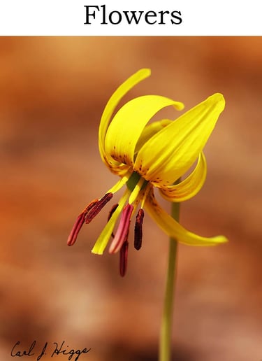 flower, trout lilly