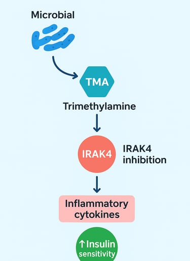 Microbial Trimethylamine Blunts Metabolic Inflammation: How Your Gut Microbiome Could Be the Key to