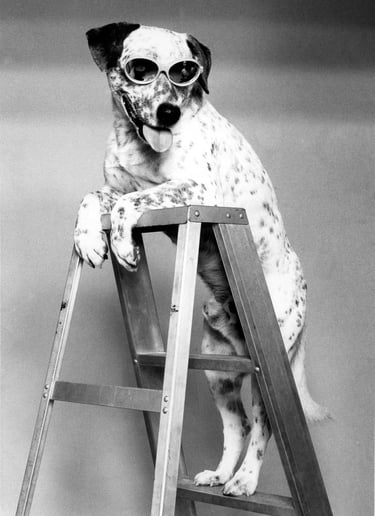 Dog with personality and sunglasses stands at the top of a ladder Pet Photo Fisher Photography