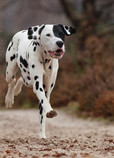 Alfie the dog, running. Image credit: Alice Loder Photography