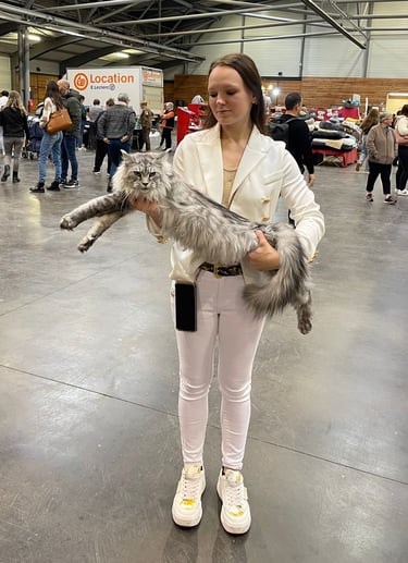 exposition féline avec ma maine coon