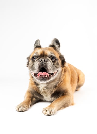 bulldog francés fluffy mascotas