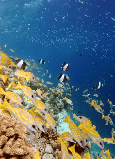 kudadoo maldives snorkelling fish