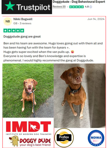 Professional group dog walking services in Whitefield, Hollins, and Unsworth.
