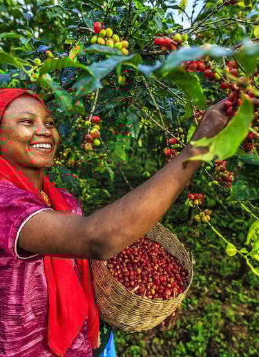 Coffee Picking