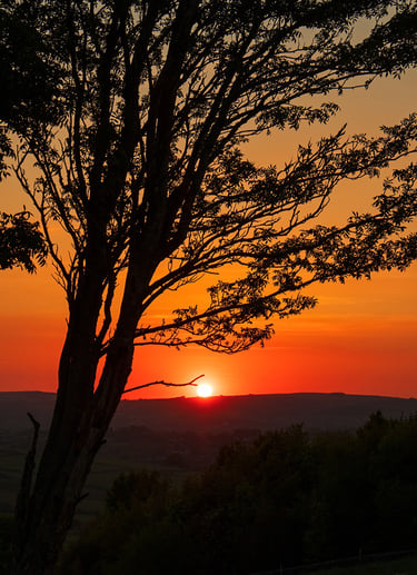 a sunset views through a silhouetted tree 