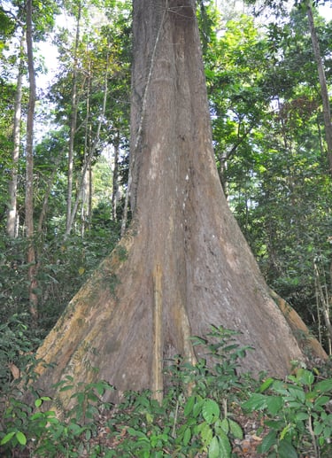 Forest walk to elephant beach, Havelock island, Andaman islands