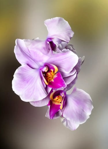 digital art, visual art, Joanna Wlaszyn