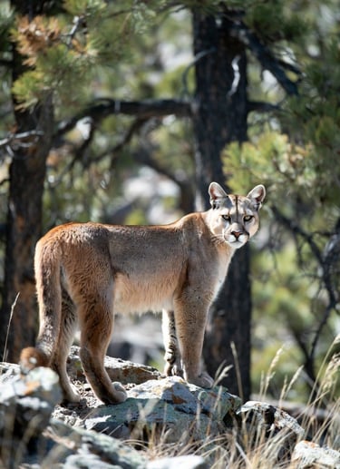 A wild mountain lion standing on a rocky ledge in a pine forest, looking toward the camera.