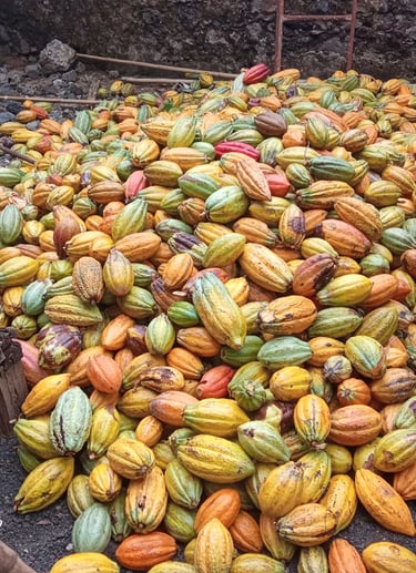 a pile of cocoa pod