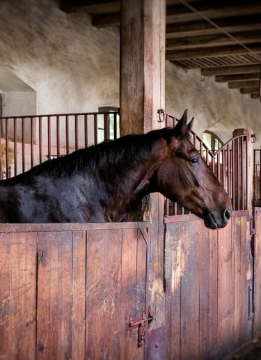 shampoo para caballo