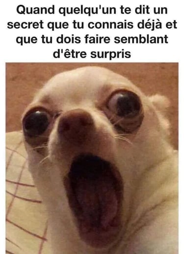 Photo d'un chien l'air halluciné