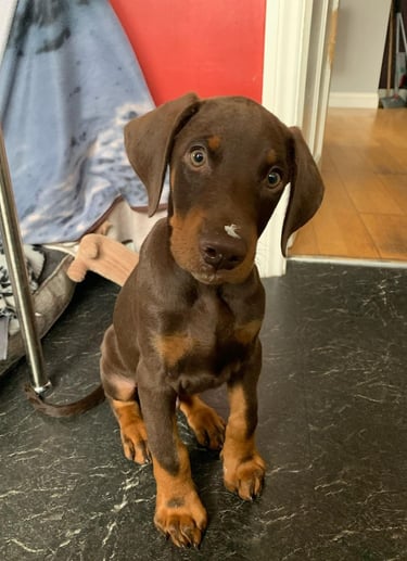 Doberman Puppies for Sale