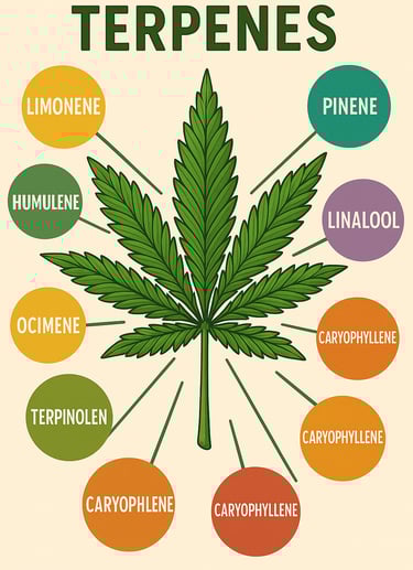 Illustration d’une feuille de chanvre avec les différents terpènes et leurs arômes