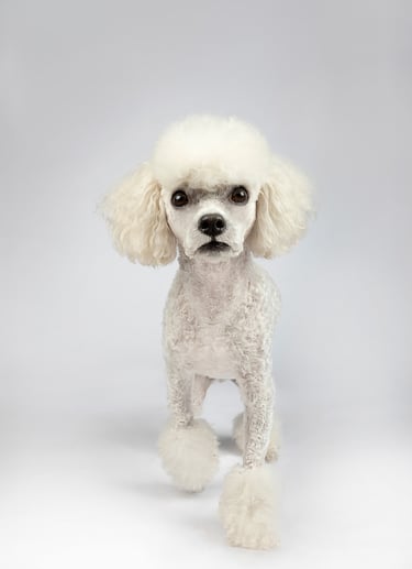perro en foto estudio de mascota