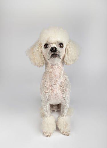 fotografia de mascota perro en bogota