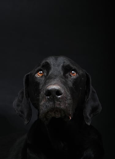 fotografia de perro mascota profesional