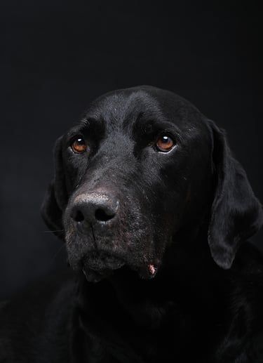 perro en foto estudio profesional