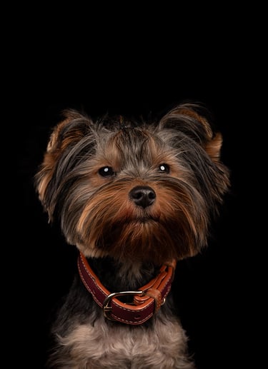 perro en sesión de fotos en bogota