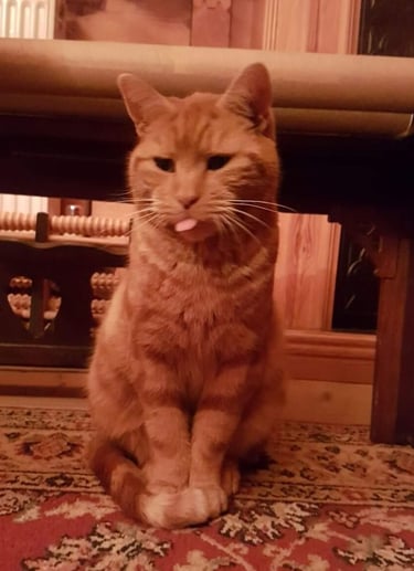 Rusty sitting upright on a rug, tongue poking out, deeply unimpressed.