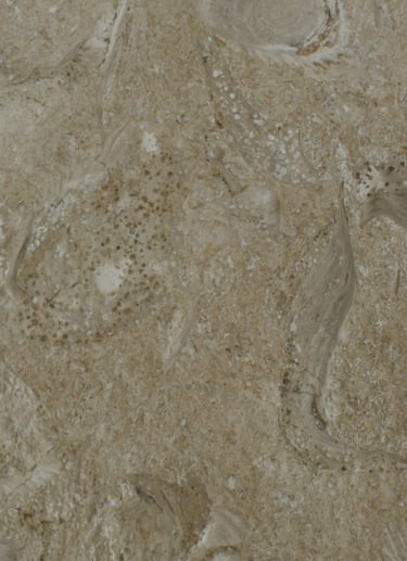 Ostracon Brushed Shellstone 