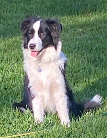 Black and White Stud Dog Border Collie