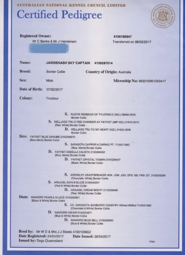 pedigree papers 