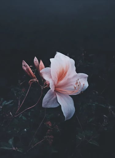 A SINGLE BEAUTIFULLY SHOT FLOWER.