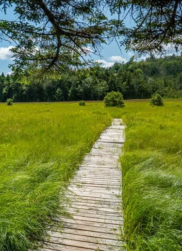 Mountain Top Arboretum