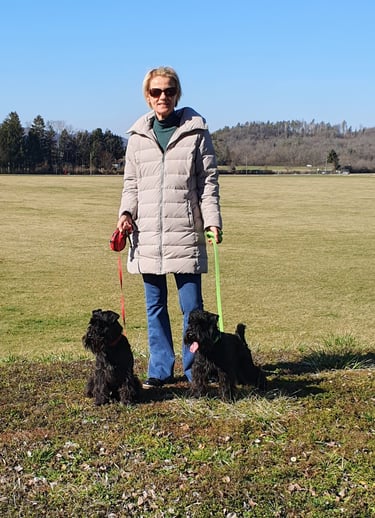 Etalons Schnauzer miniatures dans les champs