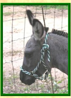 donkey halter