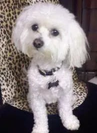 white maltipoo puppy