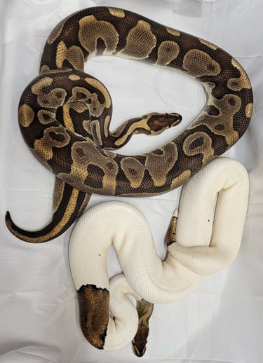 Mahogany - Inchi Leopard- Ped Den