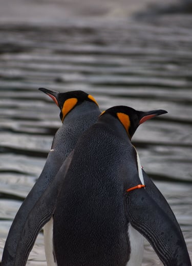 "Crossed Purposes" - Pair of King Penguins at Edinburgh Zoo, Scotland