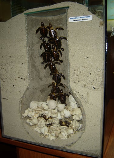 borneo palau selingan turtle nest model