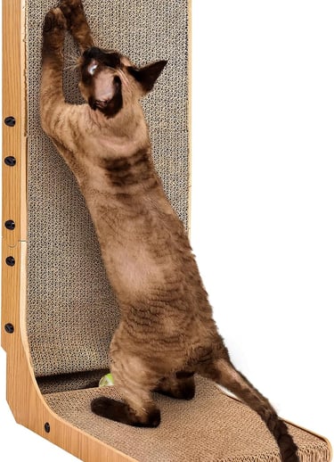a cat is standing on a chair with a cat