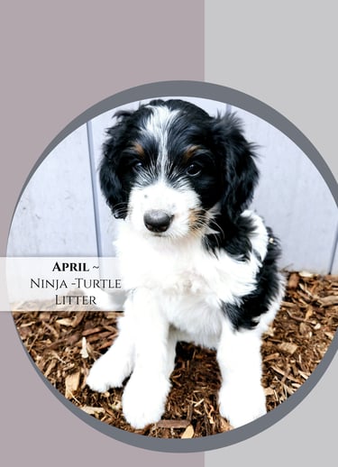 Furnished Bernedoodle