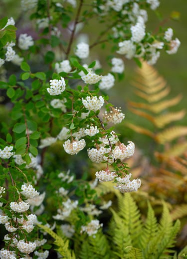 Spiraea 'Arguta' amongst the woodland planting