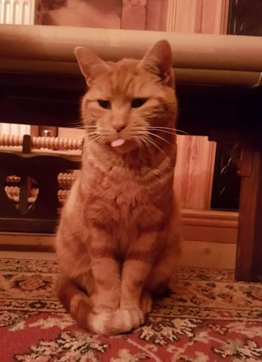 Rusty sitting upright on a rug, tongue poking out, deeply unimpressed.