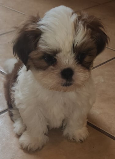 Black Brown and White Adorable Mal-Shi Puppy in Austin Texas.
