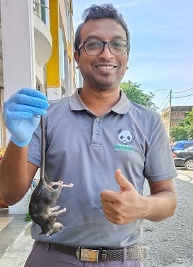 Pest Control Technician Holding a dead rat