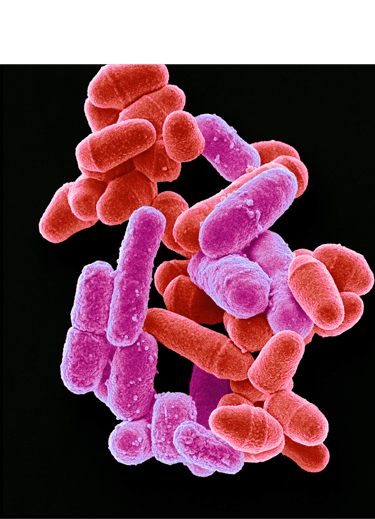 anxiété et troubles digestifs 