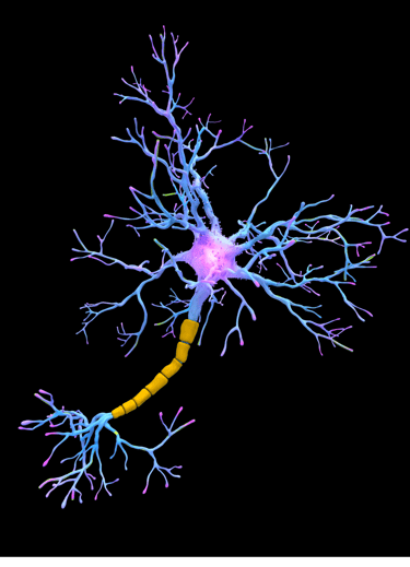 illustration les messagers de l'axe intestins cerveau 