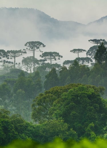 Mata Atlântica paranaense, com presença de araucárias e pinheiros.