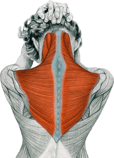 Anatomía humana. Músculo trapecio superior, medio e inferior para la práctica de quiropraxia 