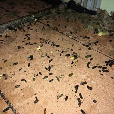 Mouse dropping cleanup in attic by Amherst Junk in Amherst MA