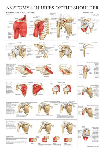 Anatomy & Injuries of the Shoulder
