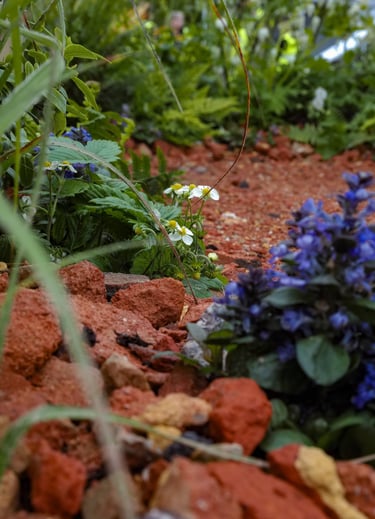 Crushed red brick path planted with Ajuga reptans ‘Chocolate Chip’ and Fragaria vesca
